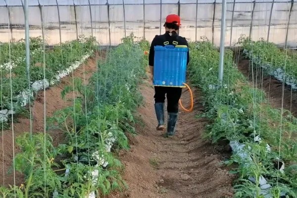 番茄为什么不长个，可能是肥力不足、施肥不当、低温等原因造成