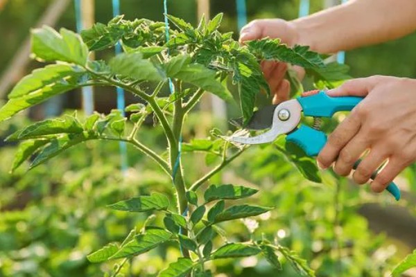 番茄为什么不长个，可能是肥力不足、施肥不当、低温等原因造成