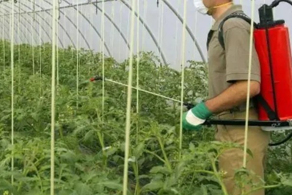 番茄为什么不长个，可能是肥力不足、施肥不当、低温等原因造成
