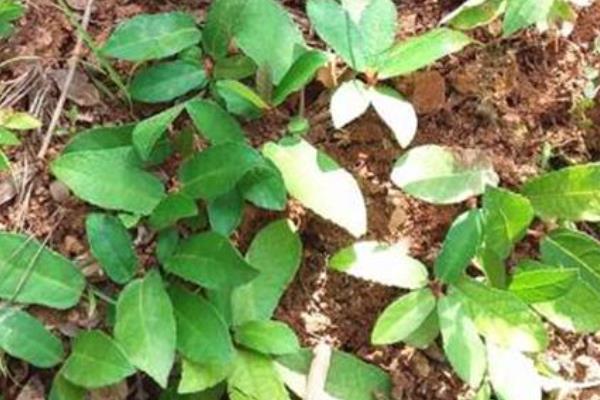栽培野地瓜使用哪种肥料，使用复合肥可以提高品质和产量