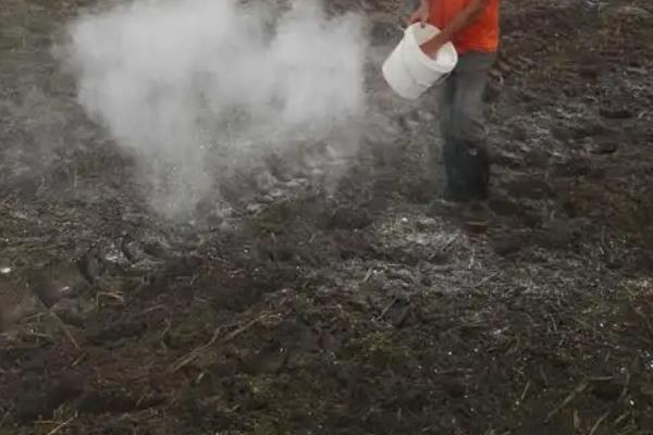 栽培野地瓜使用哪种肥料，使用复合肥可以提高品质和产量