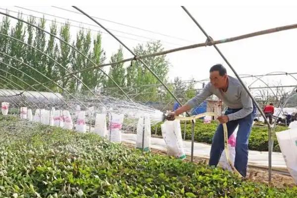 栽培野地瓜使用哪种肥料，使用复合肥可以提高品质和产量