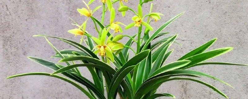 春天对兰花施哪种肥料，使用缓释肥或豆饼肥可增强土壤肥力
