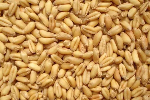 一方小麦的重量，通常是750公斤左右