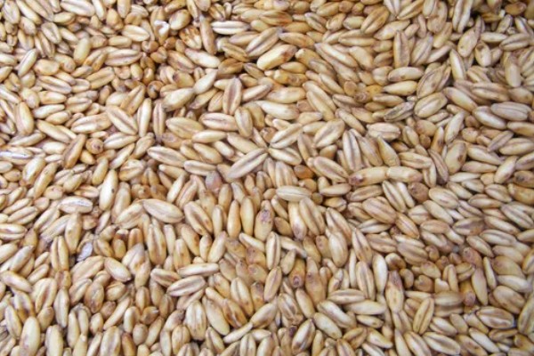一方小麦的重量，通常是750公斤左右