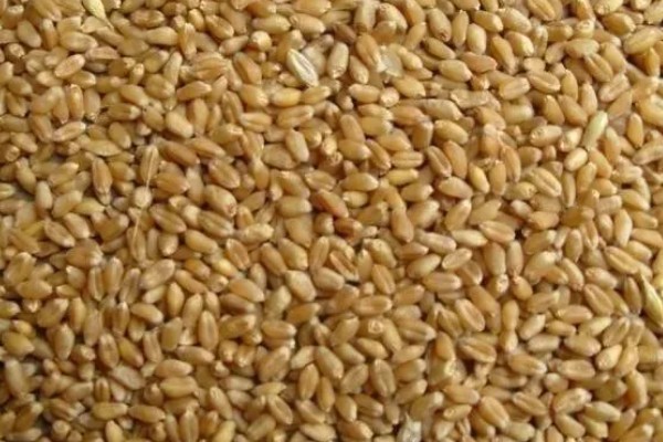 一方小麦的重量，通常是750公斤左右