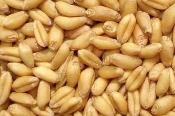 一方小麦的重量，通常是750公斤左右