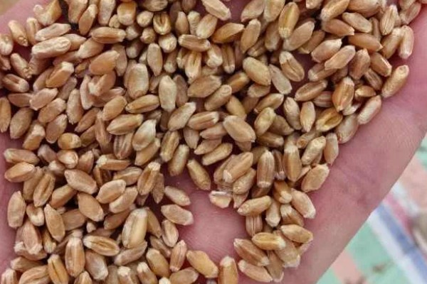 一方小麦的重量，通常是750公斤左右