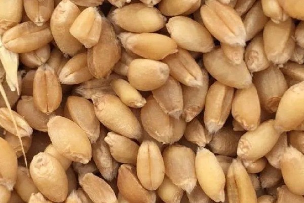 一方小麦的重量，通常是750公斤左右
