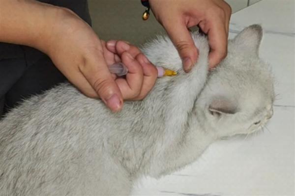 猫打完疫苗精神差如何处理，属于正常反应一般会在3天内恢复