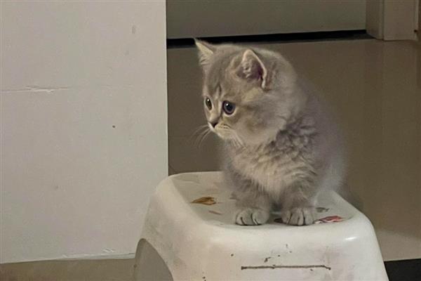 猫打完疫苗精神差如何处理，属于正常反应一般会在3天内恢复