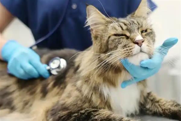 猫打完疫苗精神差如何处理，属于正常反应一般会在3天内恢复