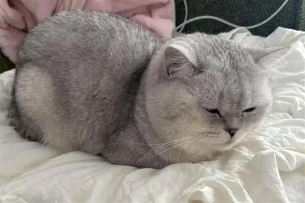 猫打完疫苗精神差如何处理，属于正常反应一般会在3天内恢复