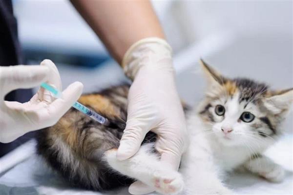 猫打完疫苗精神差如何处理，属于正常反应一般会在3天内恢复