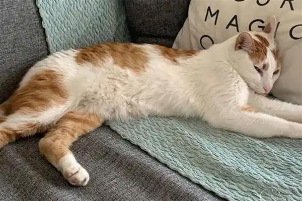 猫打完疫苗精神差如何处理，属于正常反应一般会在3天内恢复