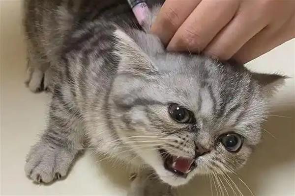 猫打完疫苗精神差如何处理，属于正常反应一般会在3天内恢复
