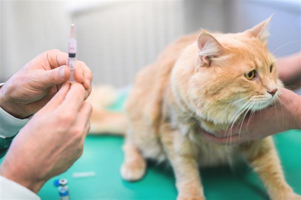 猫打完疫苗精神差如何处理，属于正常反应一般会在3天内恢复