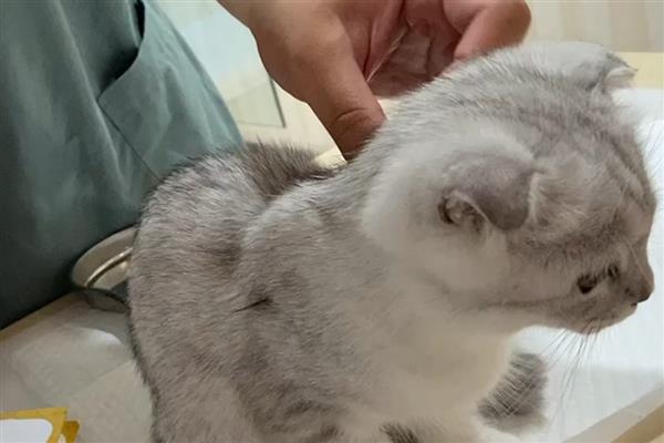 猫打完疫苗精神差如何处理，属于正常反应一般会在3天内恢复