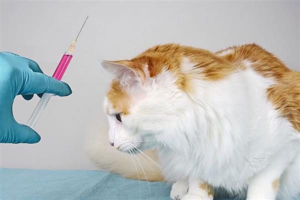 猫打完疫苗精神差如何处理，属于正常反应一般会在3天内恢复