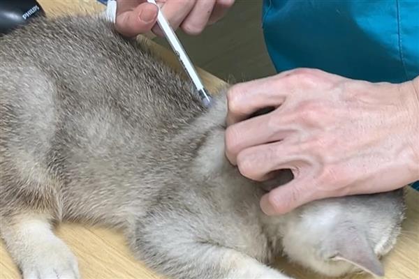 猫打完疫苗精神差如何处理，属于正常反应一般会在3天内恢复