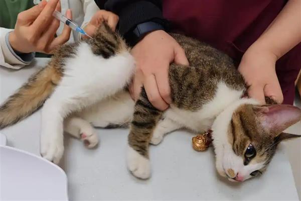 猫打完疫苗精神差如何处理，属于正常反应一般会在3天内恢复