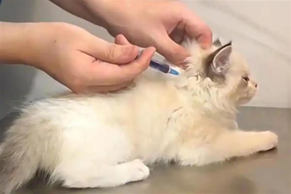 猫打完疫苗精神差如何处理，属于正常反应一般会在3天内恢复