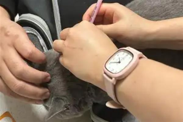 猫打完疫苗精神差如何处理，属于正常反应一般会在3天内恢复