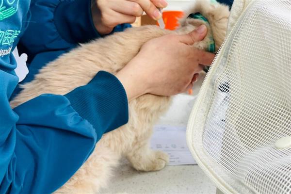 猫打完疫苗精神差如何处理，属于正常反应一般会在3天内恢复