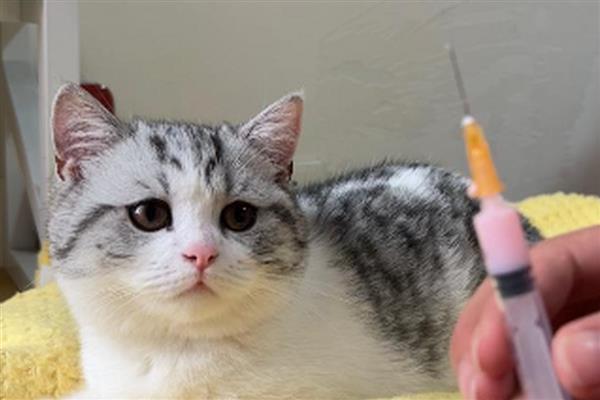 猫打完疫苗精神差如何处理，属于正常反应一般会在3天内恢复