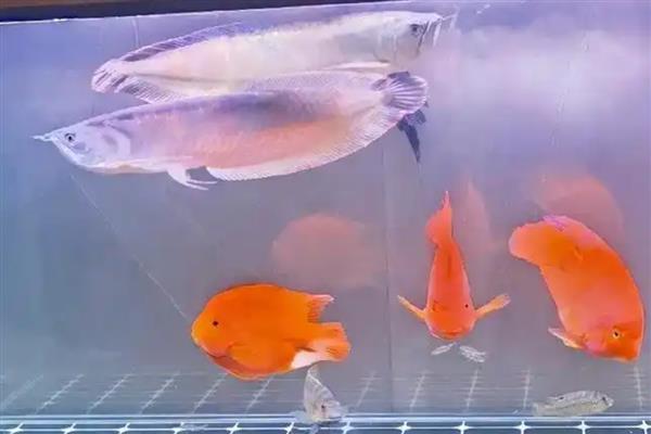银龙鱼和什么鱼混养合适，可以和魟鱼、鹦鹉鱼等鱼类混养