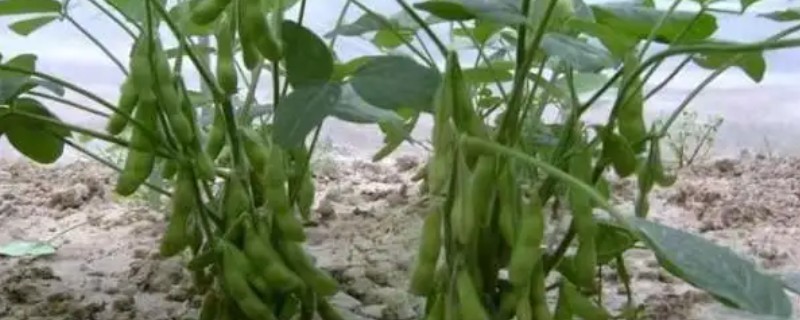 毛豆的管理方法，植株长出2片真叶后要间苗