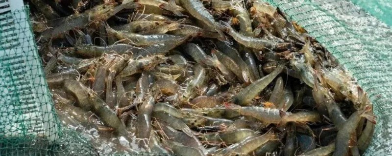 虾吃哪些东西，幼虾以浮游生物为食