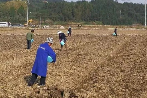 克百威如何使用，针对不同虫害的使用方法不同