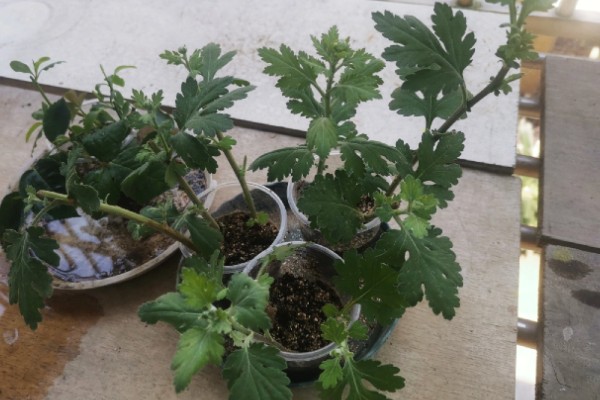 菊花的适宜扦插时间，在4-5月份扦插可提高成活率