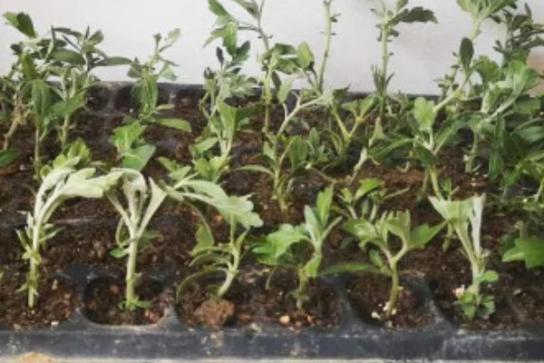 菊花的适宜扦插时间，在4-5月份扦插可提高成活率