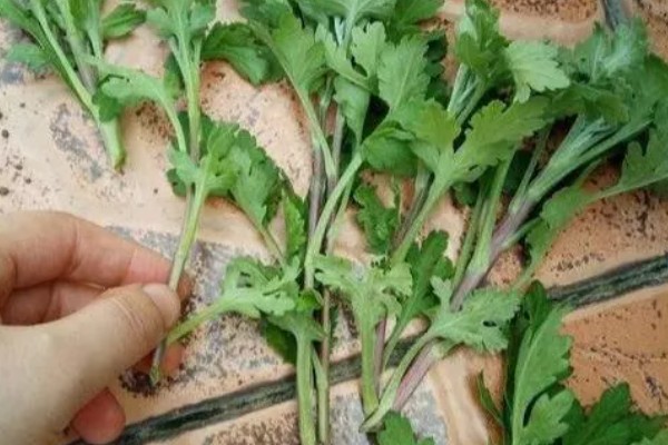 菊花的适宜扦插时间，在4-5月份扦插可提高成活率