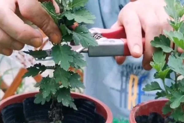 菊花的适宜扦插时间，在4-5月份扦插可提高成活率