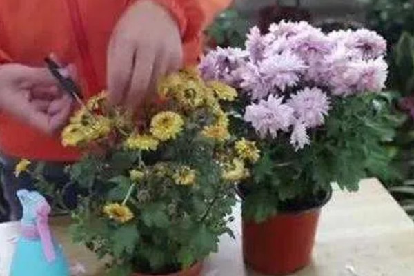菊花的适宜扦插时间，在4-5月份扦插可提高成活率