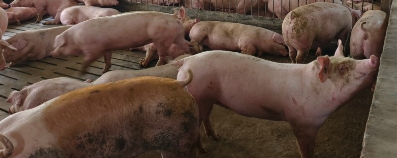 母猪发情如何鉴定，会表现出不愿意吃食物、随处排粪尿等