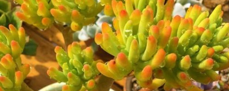 八千代的养殖方法，每隔10天左右浇一次水