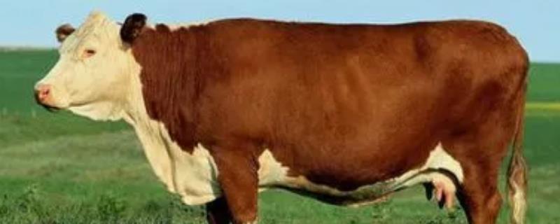 牛流行热的病原，属于弹状病毒科