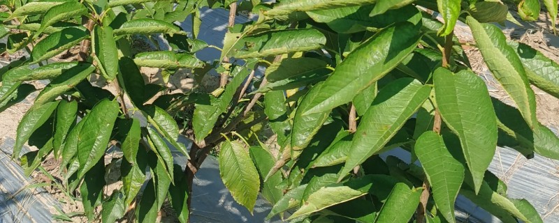 车厘子树苗的栽培方法，种植好后需浇灌定根水