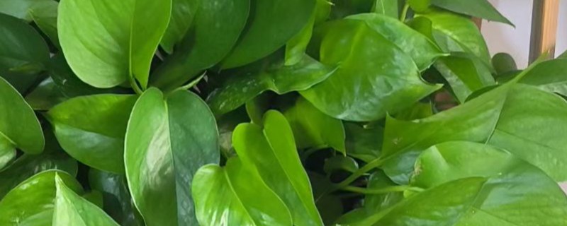 绿萝吊兰简介，是大型常绿藤本植物