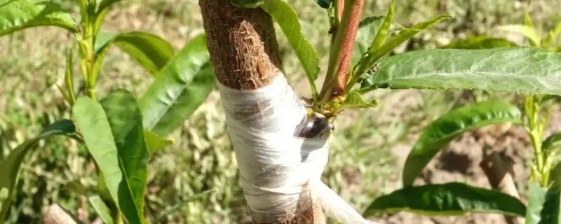 桃树可以嫁接什么树，只能用来嫁接蟠桃树、碧桃树等
