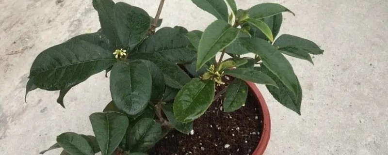 如何养殖桂花苗，每天接受5-6个小时的光照时间
