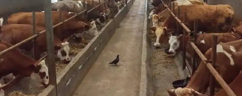 养牛的饲养方法，根据市场的情况选择品种