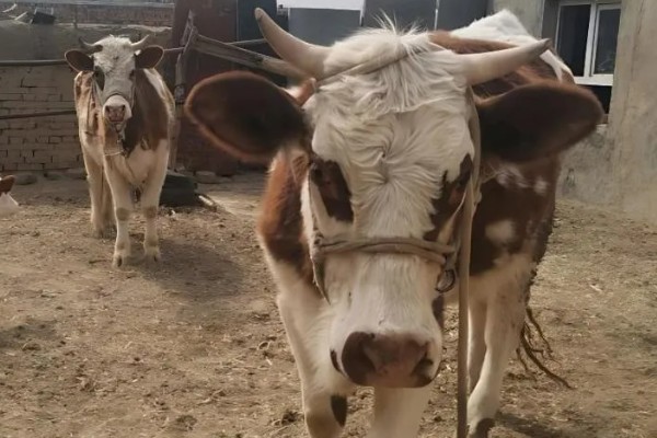 牛流行热的病原,属于弹状病毒科