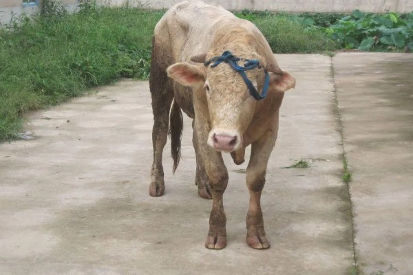 牛流行热的病原,属于弹状病毒科