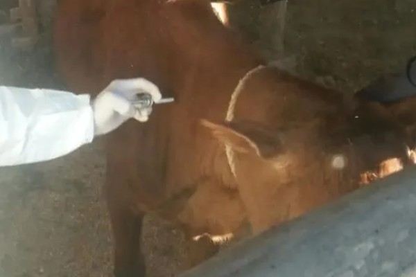 牛流行热的病原,属于弹状病毒科