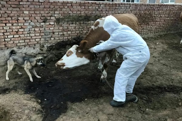 牛流行热的病原,属于弹状病毒科